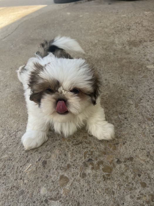 Shih tzu femea.