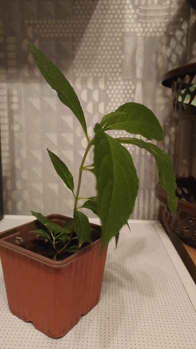 Гортензія ампельна"Runaway Bride" 4річ.