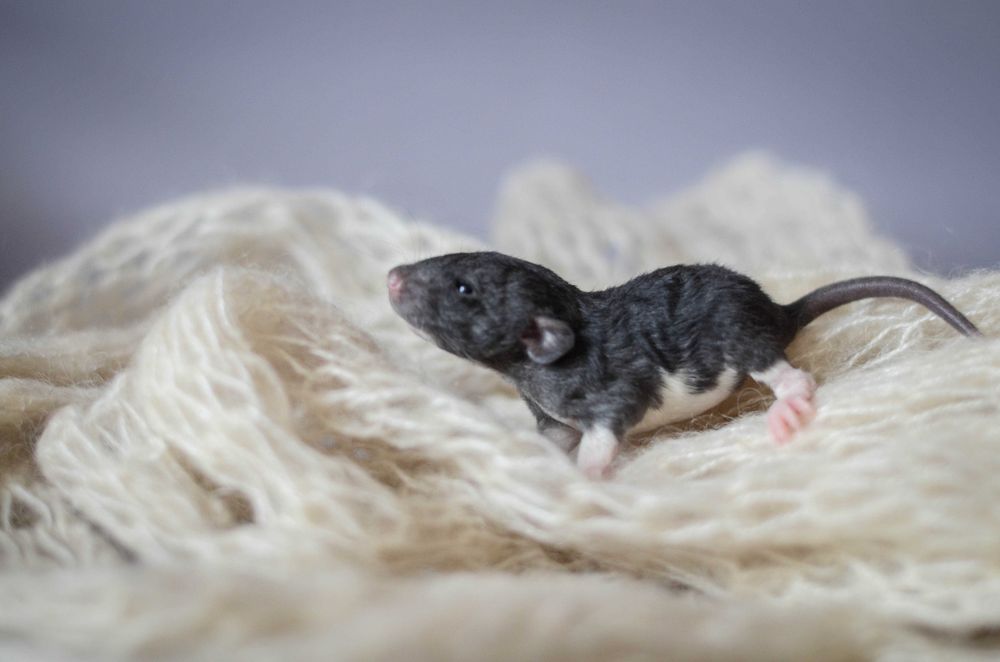 малі пацючки з розпліднику