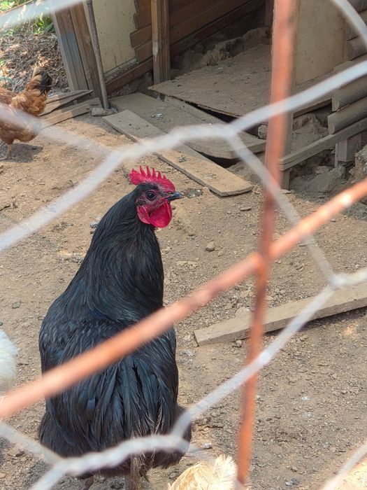 Vendo galo preto