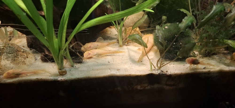 Анциструс гуппі та креветка
