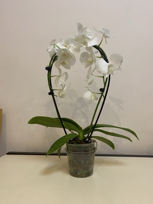 Біла орхідея фаленопсис