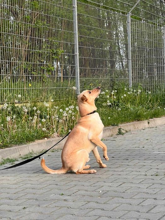 Cudowny Velvet szuka miłego domku