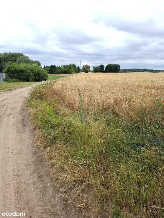 Działka, Grzebienisko