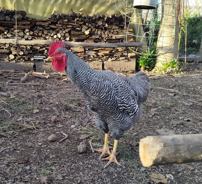 Vendo ovos galados de Plymouth Rock Barrado