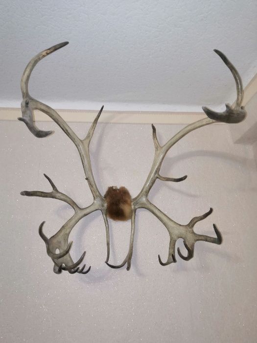 Рога оленя северного