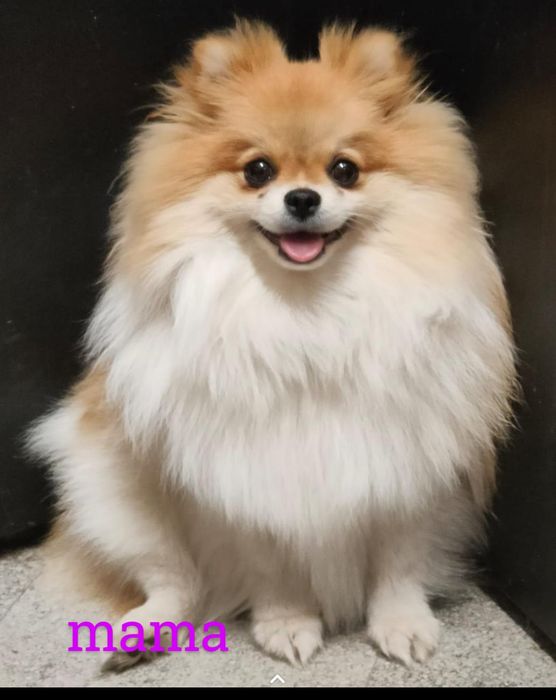 Szpic miniaturowy -pomeranian