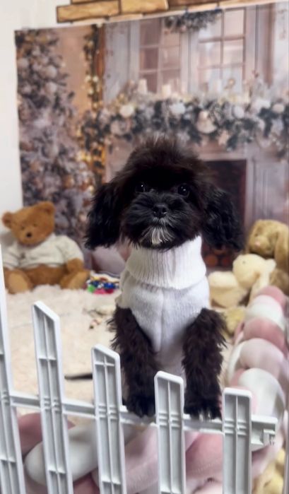 Міні кавапу бебі фейс дівчинка чорна