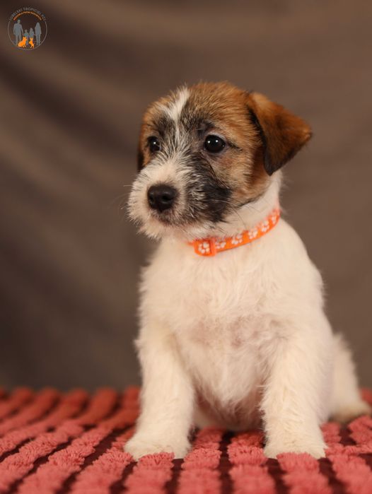 Jack Russell Terrier ZKwP FCI piękna suczka