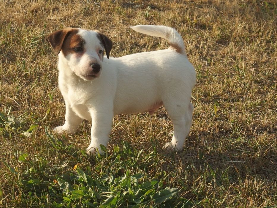 Jack Russell Terrier PIESEK
