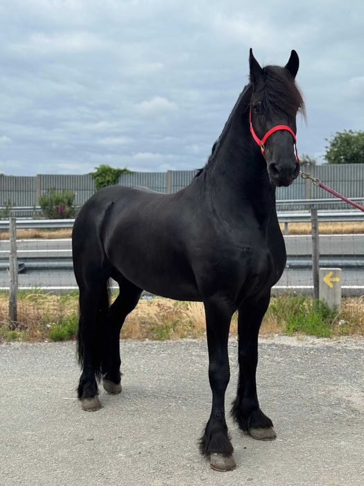 Potro Frísio / Friesien