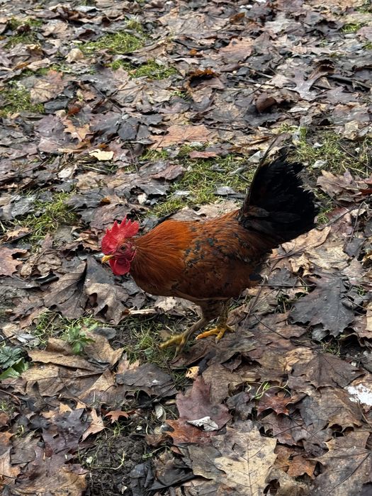 Кури декоративні