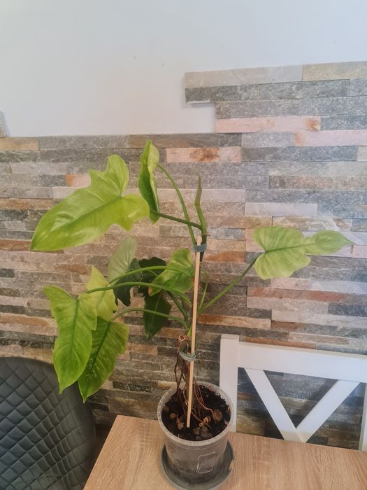 Philodendron Golden Dragon mint,cała roślina,61cm