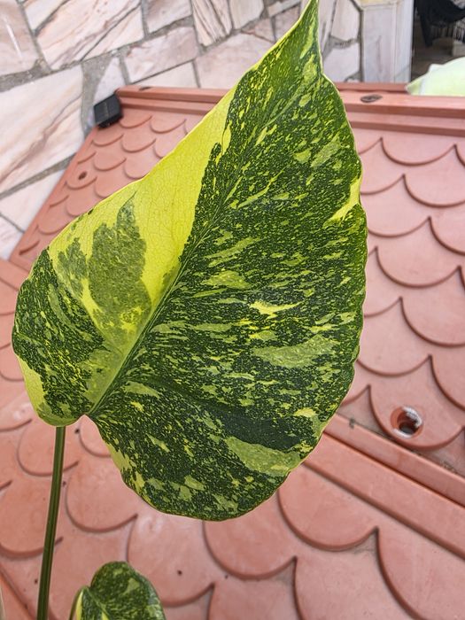 Monstera  Electrolyte/ ElectroLight