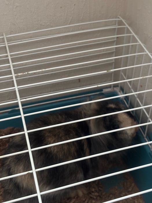 Krolik samiec baranek