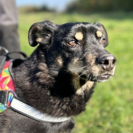 Mały lękusek Ken czeka na dom