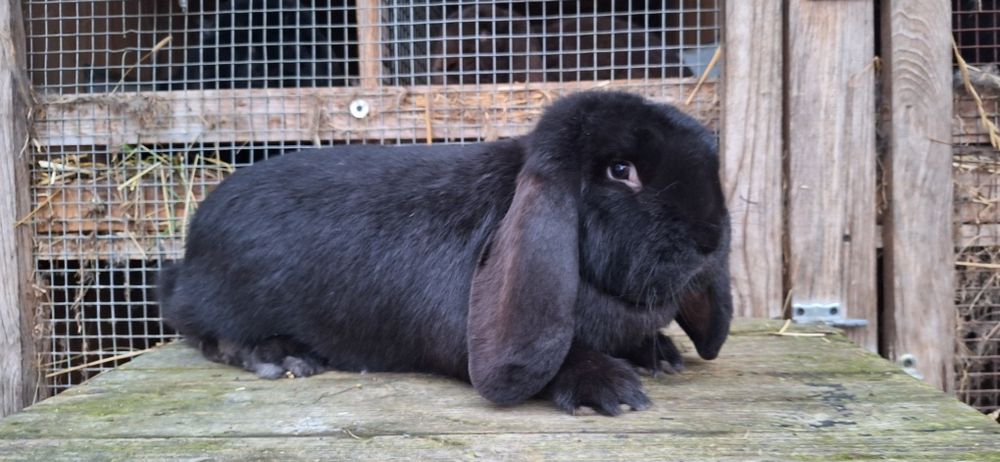 Baran Francuski Czarny z rodowodem