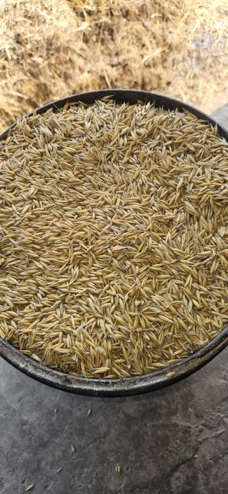 Sprzedam owies dobrej jakości