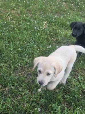 Labrador retriever szczenię