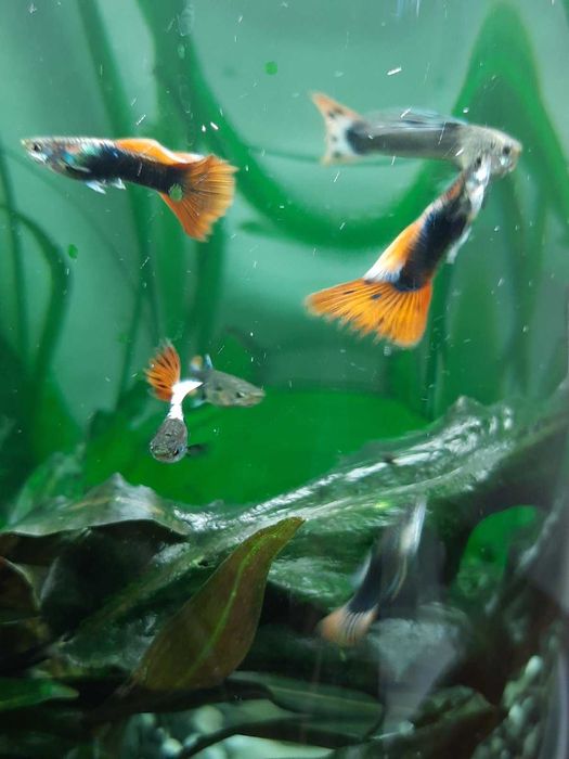 Анцитрус чистильщик и Гуппи