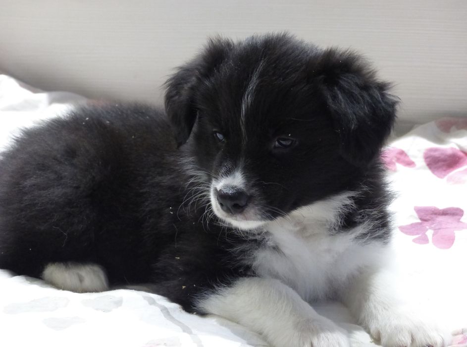 Border Collie ZKwP/FCI - suczka czarno-biała, gotowa do odbioru