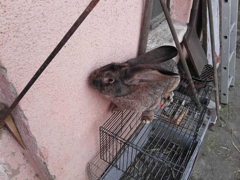 Sprzedam olbrzymy belgijskie