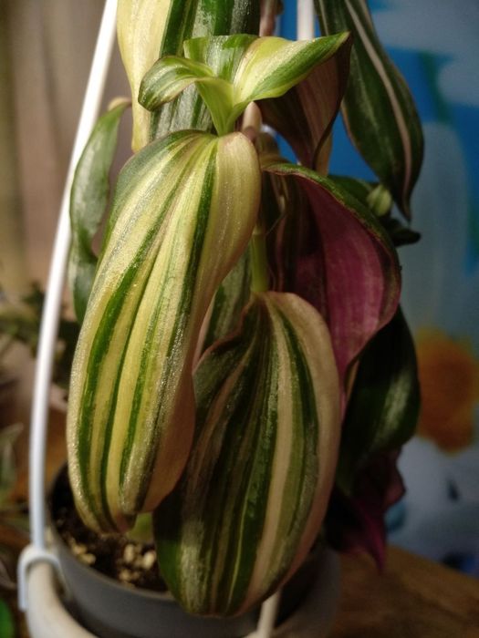 Сеткреазия вариегатная,мультиколор