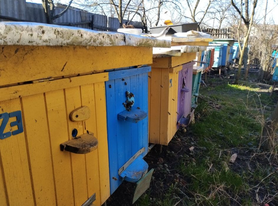 Продам бджолопакети, бджолосімї.