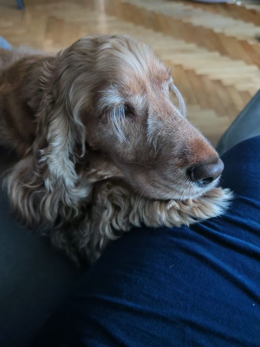 Cocker spaniel - adopcja