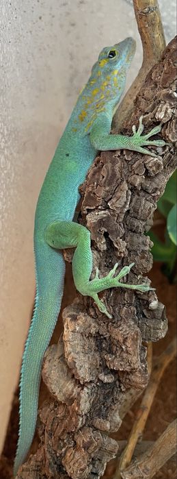 Anolis marmoratus młode CB26 kolorowe dziennie jaszczurki