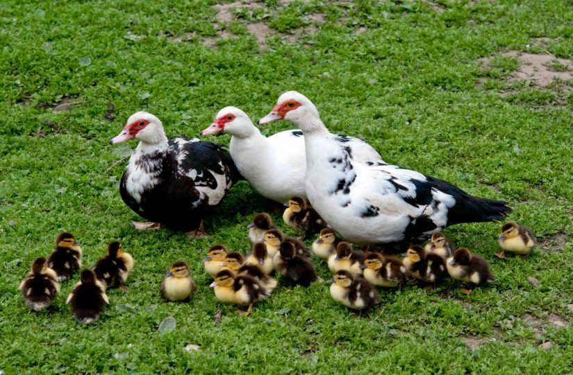 Продам яйця інкубаційні індокачок, мускусних качок(шипунів)