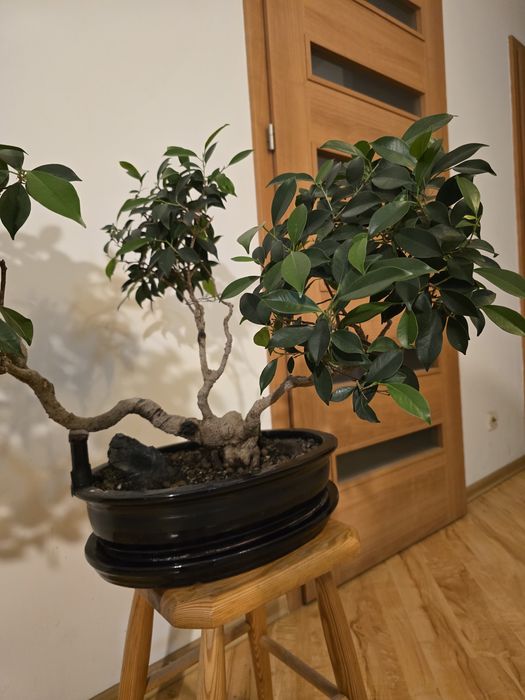 Drzewko Bonsai Fikus