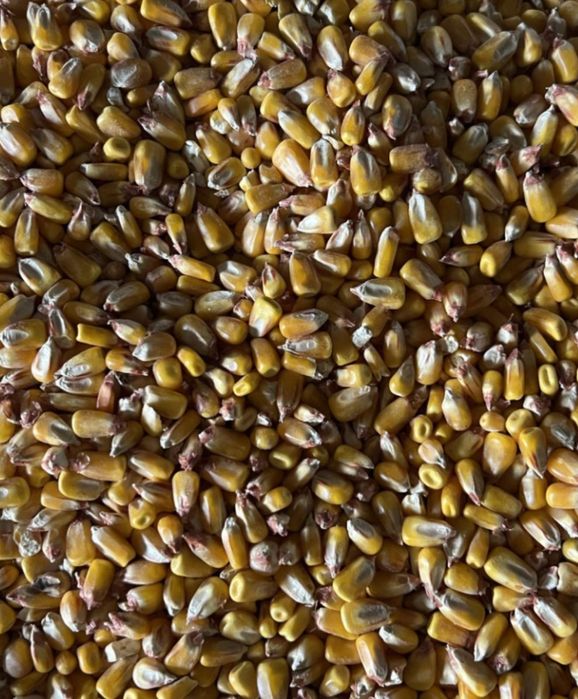 Продам кукурудзу.