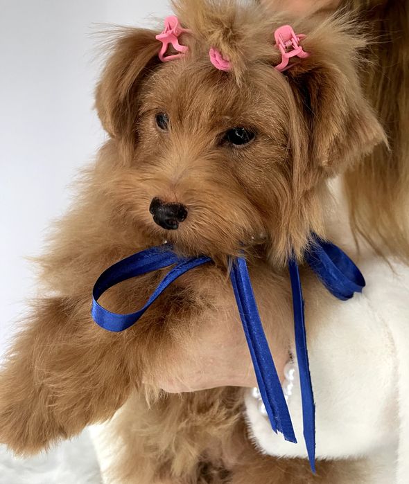 Помапу  чарівні крихітки чекають на вас