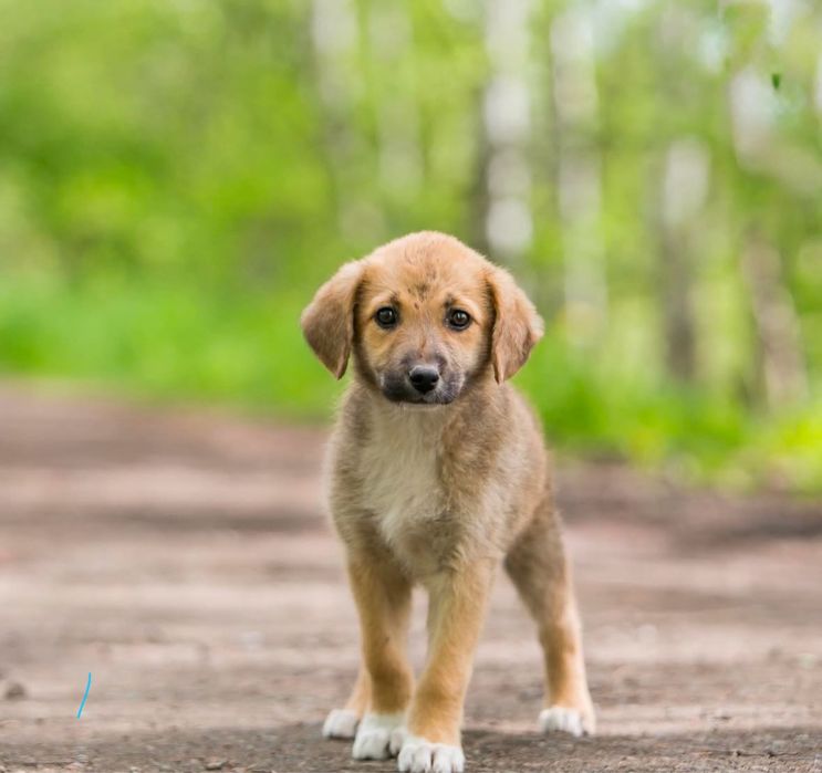 Цуценята безкоштовно