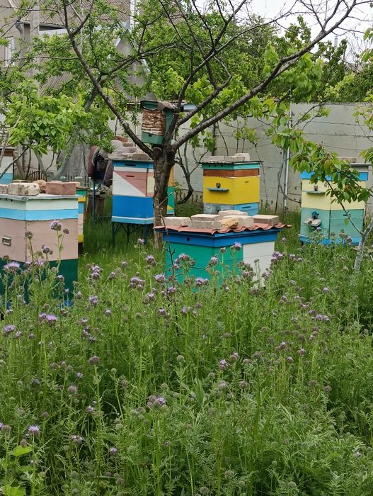 Бджільництво , продам пасіку .
