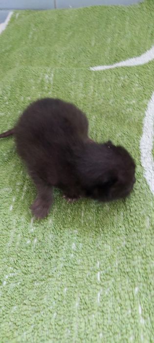 Бурманские котята  (бурма)