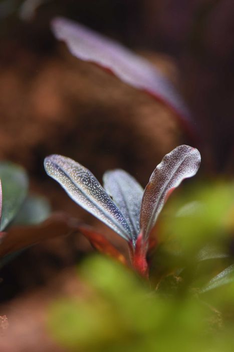 Буцефаландра Bucephalandra sp. Phantom Red