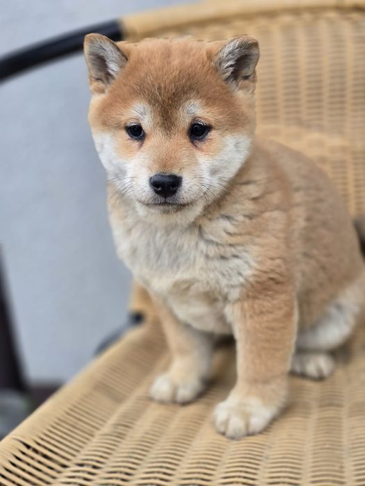 SHIBA INU szczenię suczka szczeniaki do odbioru