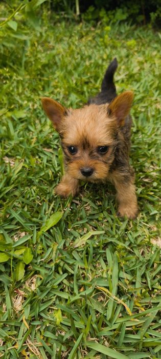 Yorkshire Terrier miniatura fêmea criado em ambiente familiar