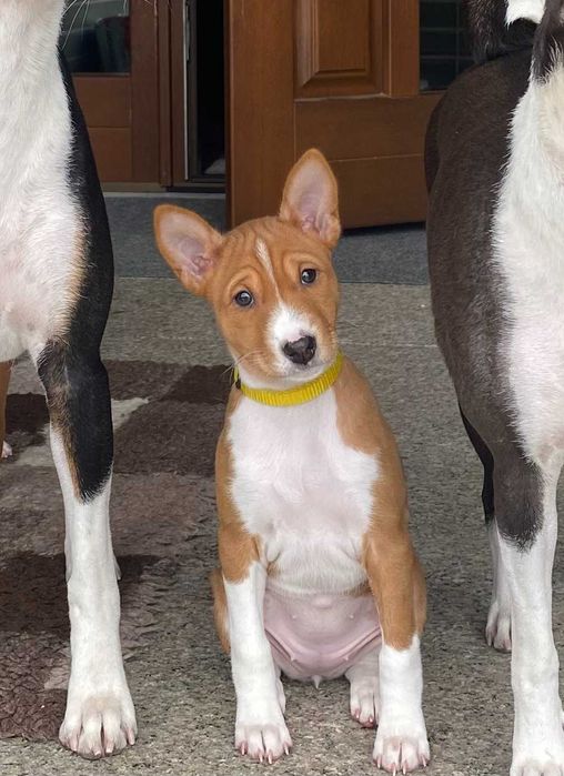 Basenji suczka szczenię legalna hodowla ZKwP