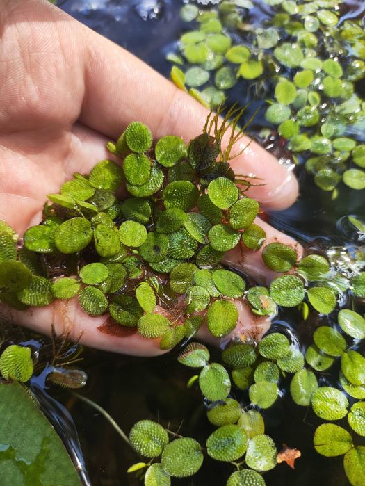 Водні плаваючі  рослини Сальвінія та гіацинт для акваріума та ставка