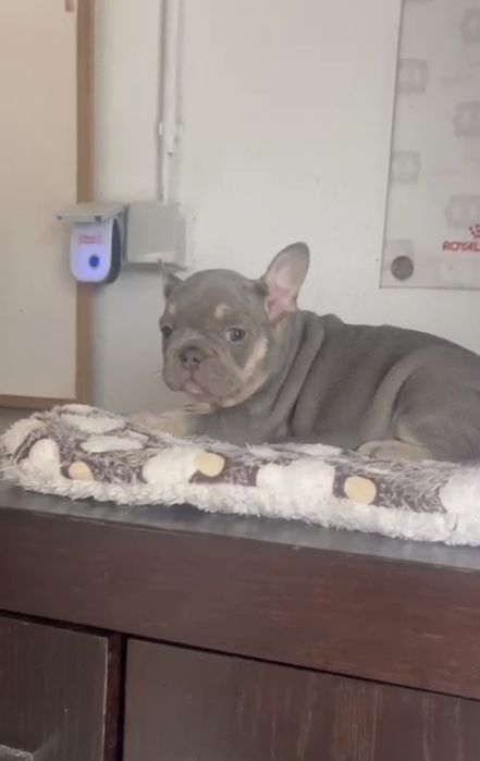 Bulldog Francês menino pais nas fotos