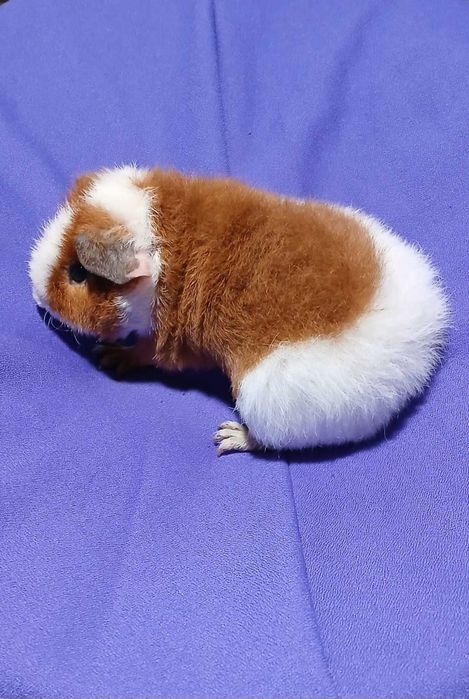 Морська свинка, тедді