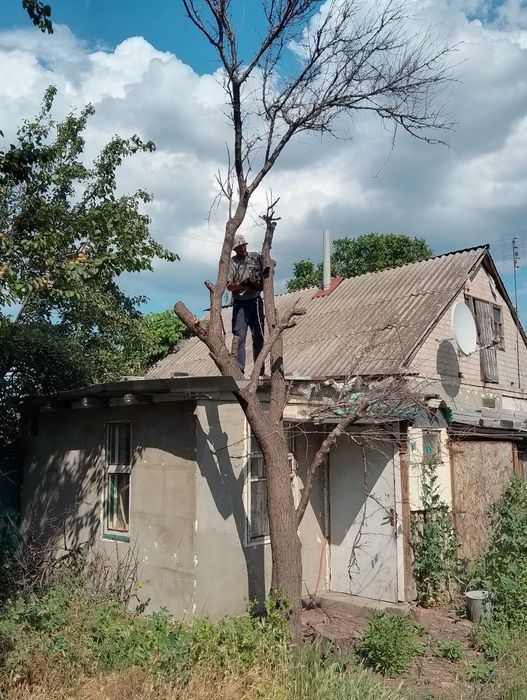 Спил деревьев не ДОРОГО