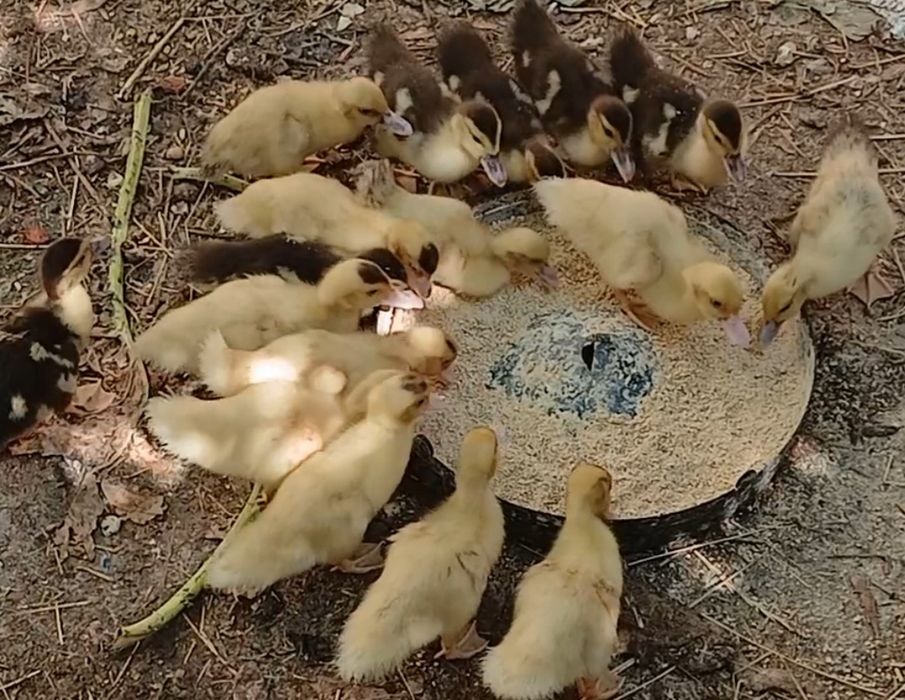 Patos mudos com 1 mês e meio e 3 dias
