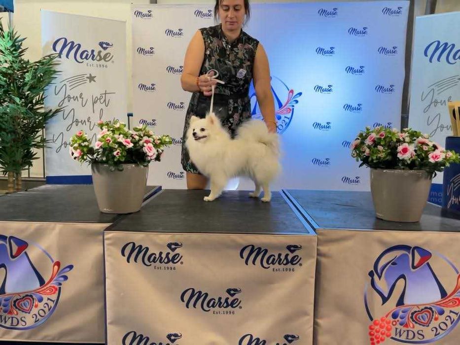 Szpic niemiecki biały , nie pomeranian Zkwp FCI