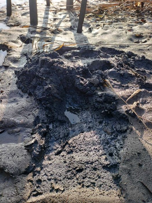 Oddam nawóz (osad denny ze stawu,muł,obornik)