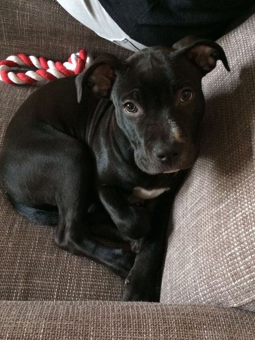 Терміново хлопчики Амстафа