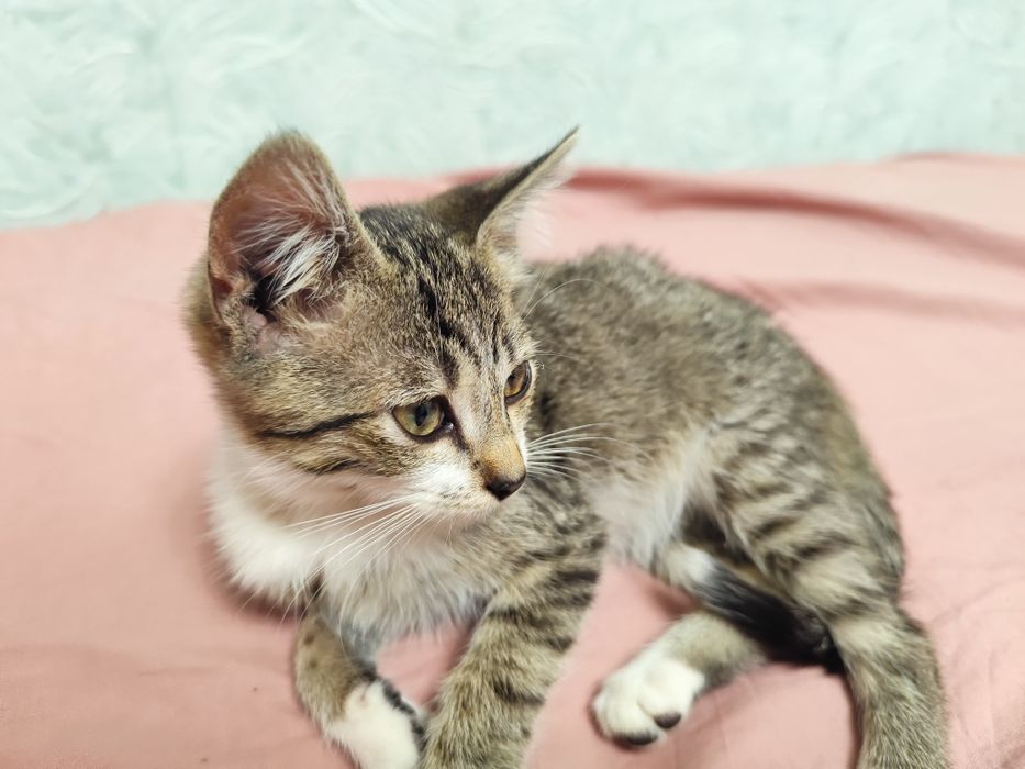 Віддам маленького котика